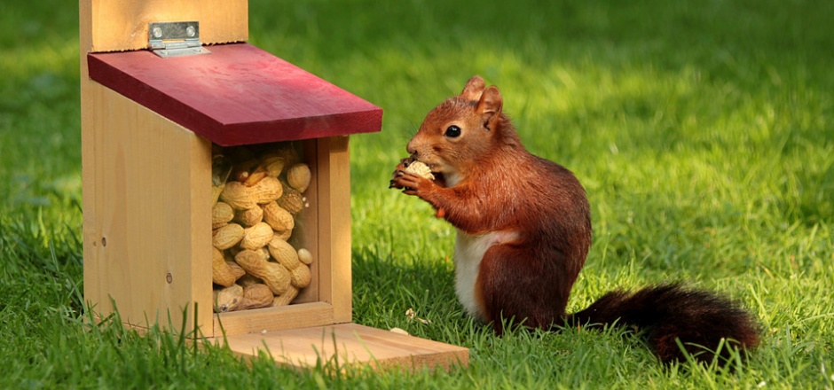 吃花生的松鼠高清摄影图片