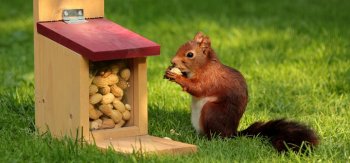 吃花生的松鼠高清摄影图片