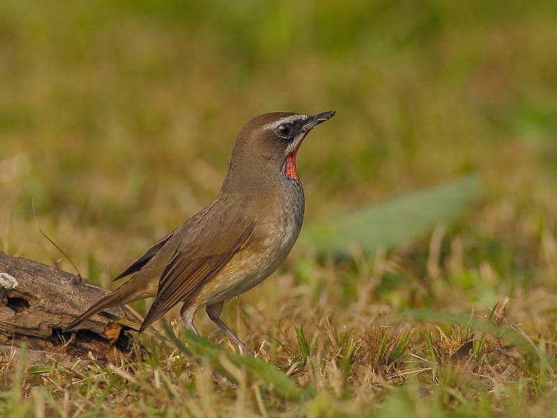 观赏鸟类红点颏高清图片