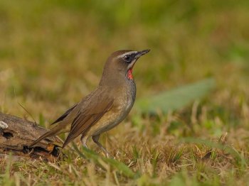 观赏鸟类红点颏高清图片