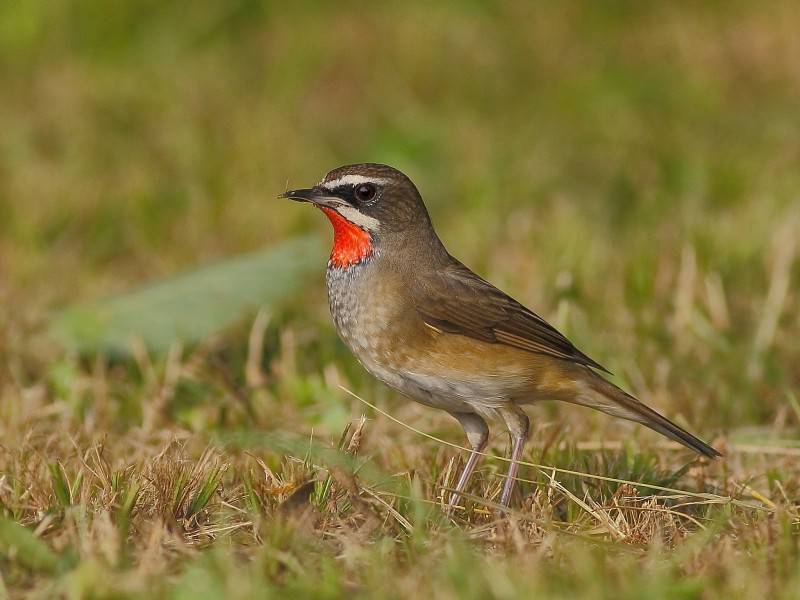 观赏鸟类红点颏高清图片