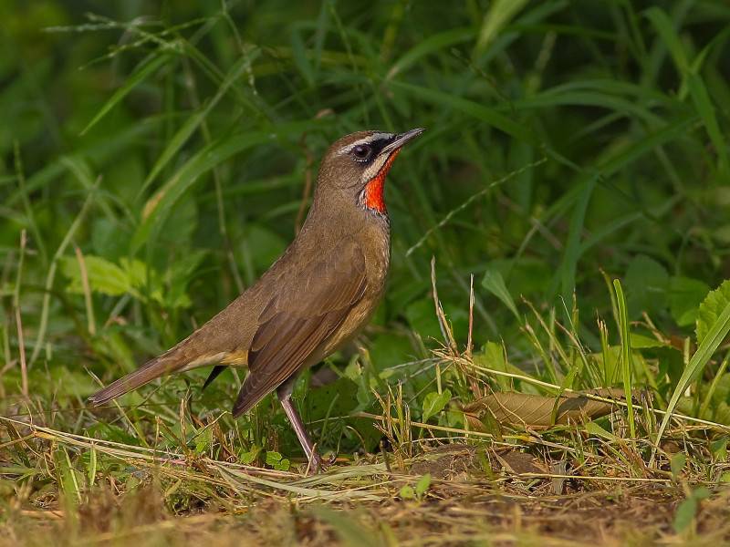 观赏鸟类红点颏高清图片
