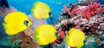 五彩斑斓的海底世界图片素材