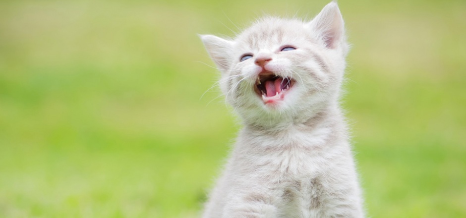 会笑的可爱小猫高清图片