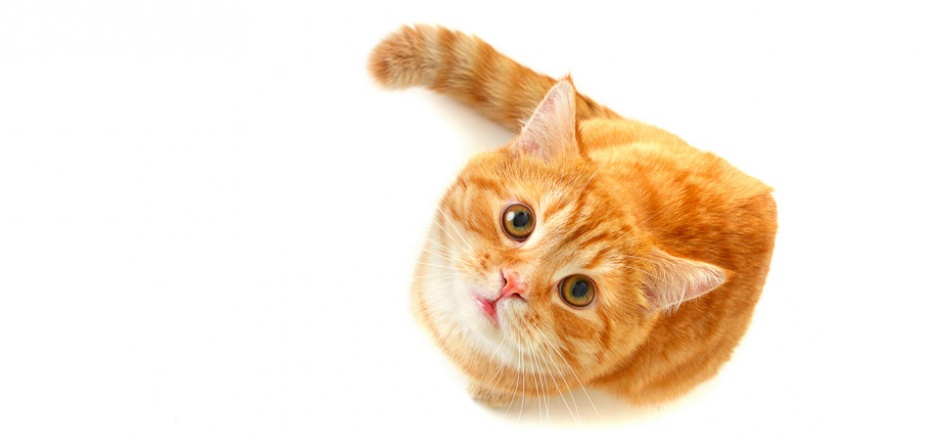 抬头看镜头的黄色猫咪图片