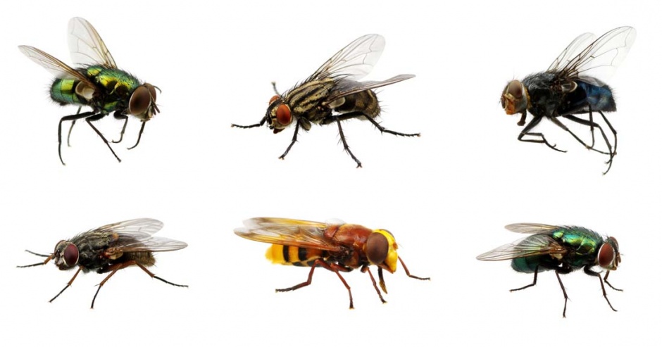 常见的苍蝇高清图片素材