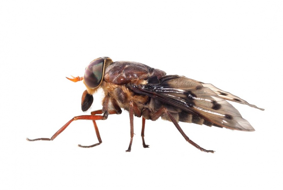 常见的苍蝇高清图片素材