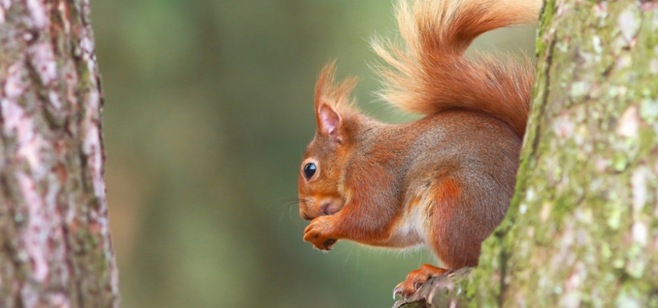 树枝上可爱的小松鼠图片