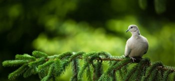 树枝上可爱的鸽子图片