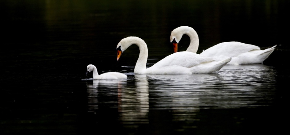 美丽的白天鹅一家超清图片