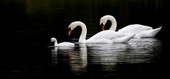 美丽的白天鹅一家超清图片