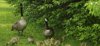 走路一摇一摆的家禽鹅图片