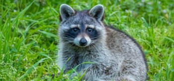 可爱呆萌的小浣熊高清图片