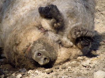 萌萌的小猪高清摄影图片