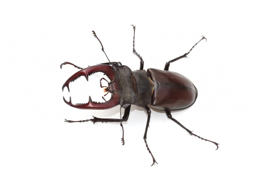 各种常见的昆虫图片大全