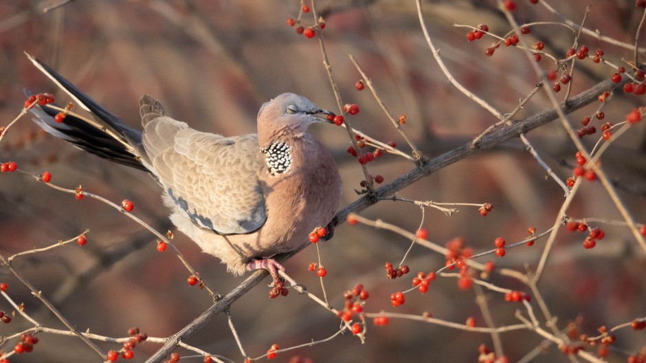 树枝上的斑鸠鸟高清图片
