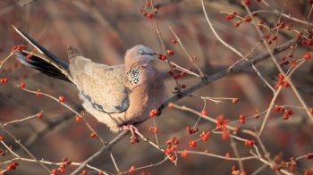 树枝上的斑鸠鸟高清图片