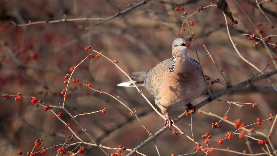 树枝上的斑鸠鸟高清图片