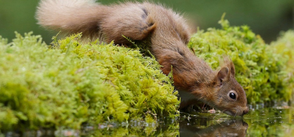 喝水的呆萌小松鼠图片