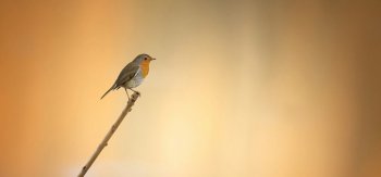 可爱的小鸟高清摄影图片