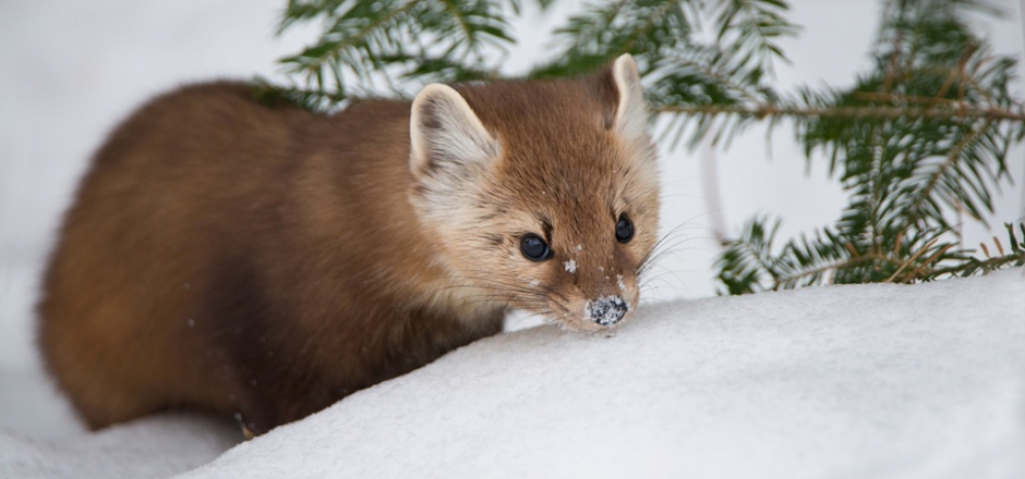 可爱的松貂动物高清图片