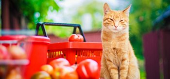 超级可爱的猫高清写真图片