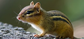 可爱呆萌的花栗鼠动物图片