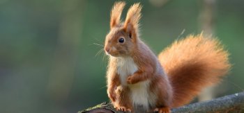 机灵顽皮的可爱松鼠壁纸图片