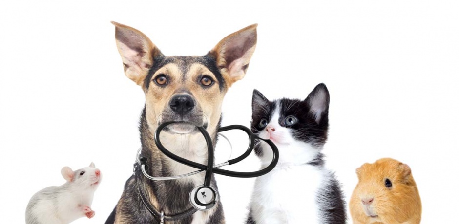 高清萌宠狗狗猫咪动物壁纸图片