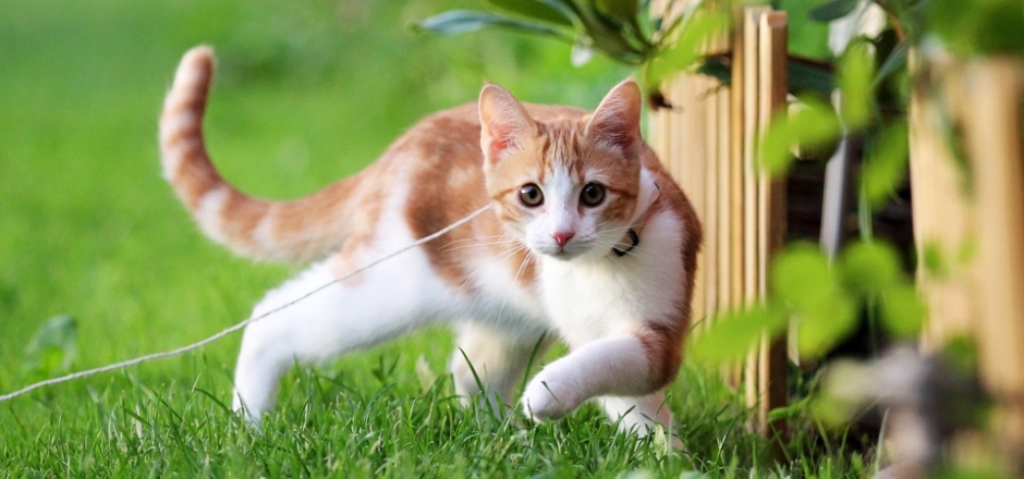 夏天绿草地可爱萌猫咪壁纸图片