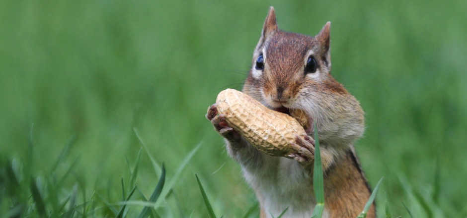 可爱的花栗鼠动物超清萌图