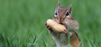 可爱的花栗鼠动物超清萌图