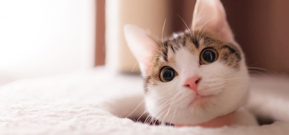 可爱小萌猫高清摄影图片