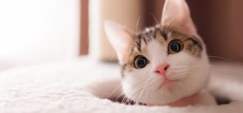 可爱小萌猫高清摄影图片