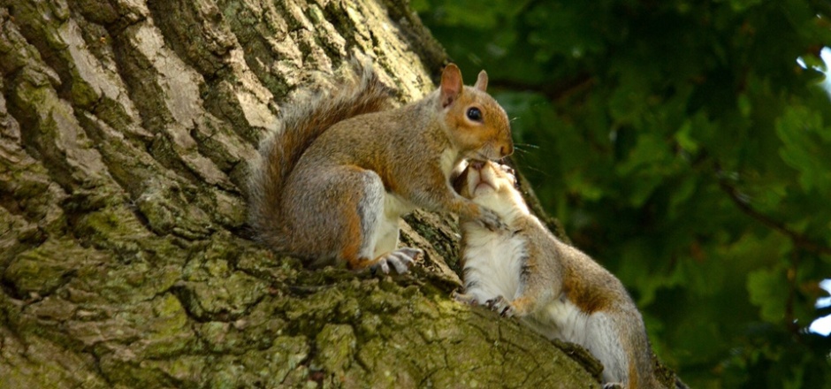 一对恩爱的松鼠动物高清图片