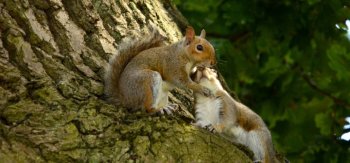 一对恩爱的松鼠动物高清图片