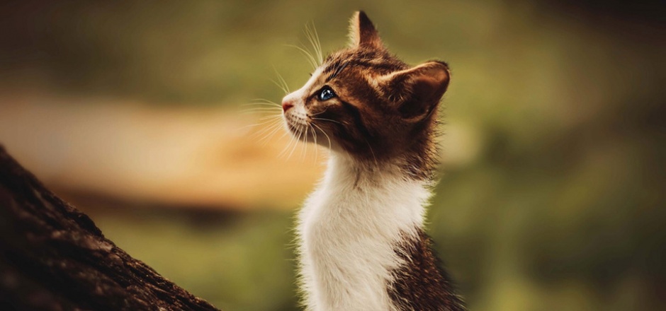 凝视远处的呆萌小猫图片