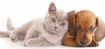 可爱猫咪狗狗动物壁纸精选图片