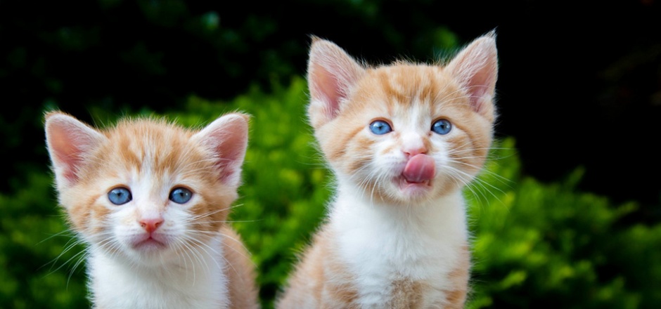 调皮可爱黄色猫咪壁纸桌面