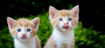 调皮可爱黄色猫咪壁纸桌面