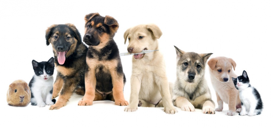 超萌小宠物可爱动物壁纸