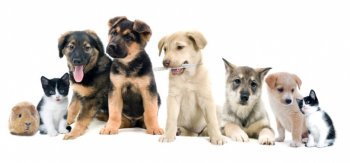 超萌小宠物可爱动物壁纸