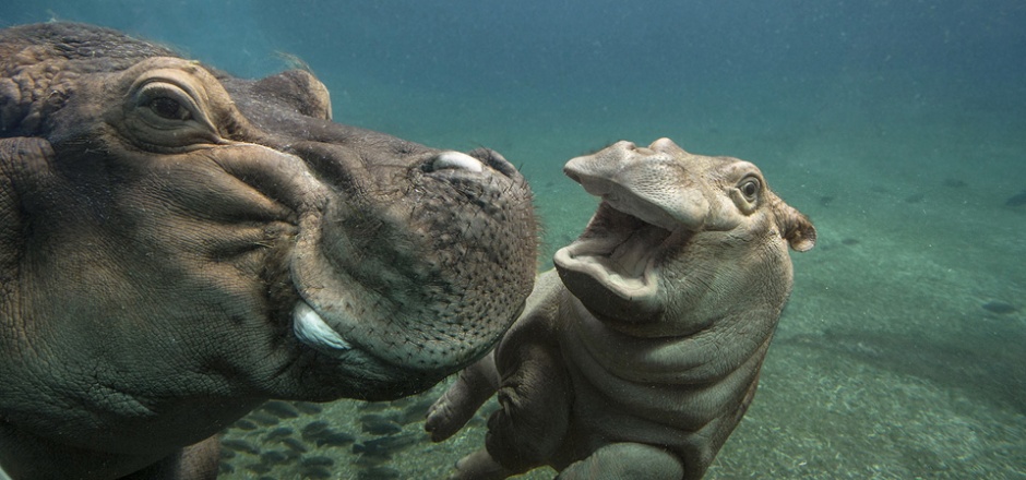 学游泳的可爱小河马图片