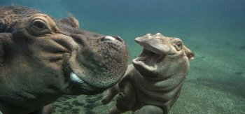 学游泳的可爱小河马图片