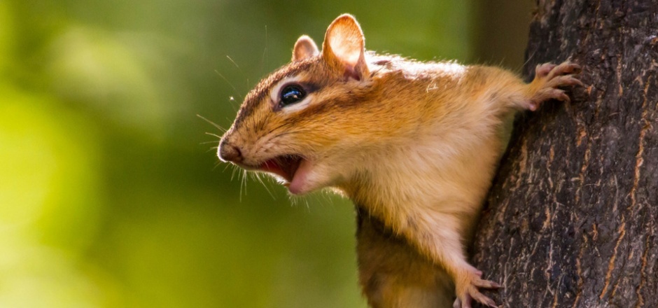 可爱小花栗鼠图片桌面壁纸