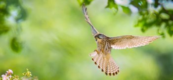 飞翔的红隼鸟高清图片