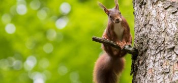 可爱的小松鼠高清摄影图片