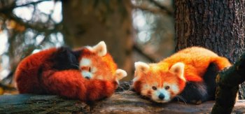 趴着的可爱小熊猫图片