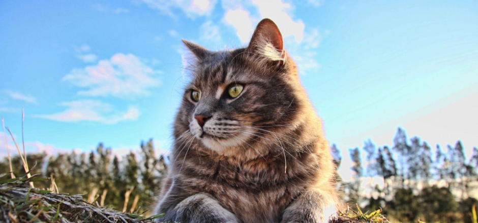 可爱的大猫高清写真图片