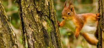 爬树的小动物松鼠高清图片